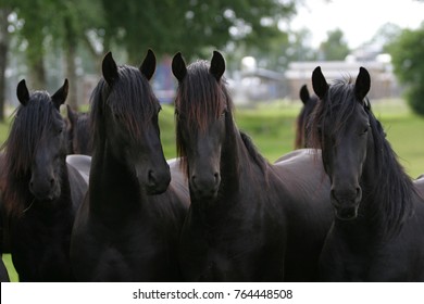 Cheval Frison Images Stock Photos Vectors Shutterstock