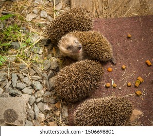 four young hedgehogs in front of the door our wooden hut, hungry and snoopy