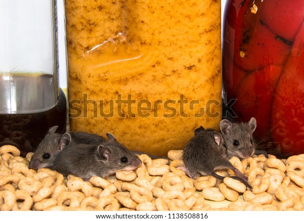 Four Young House Mice Making Mess Stock Photo Edit Now 1138508816