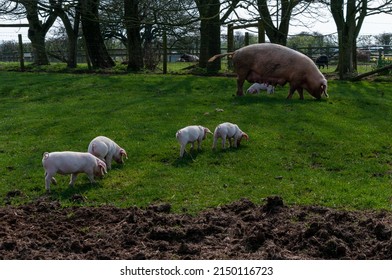 Four young large white piglets approach the sow in an outdoor field. Another piglet is behind the adult pig. Lush grass and bare soil where pigs have been rooting.