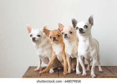 Four young, lovely, cute domestic breed mammal chihuahua puppies friends sitting on wooden vintage box.  - Powered by Shutterstock