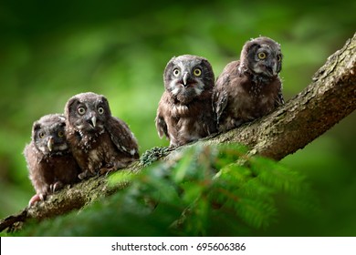 Four young owls. Small birds Boreal owl, Aegolius funereus, sitting on the tree branch in green forest, Sweden. Funny wildlife scene from nature habitat.