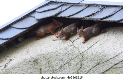 Four Young Squirrel On House