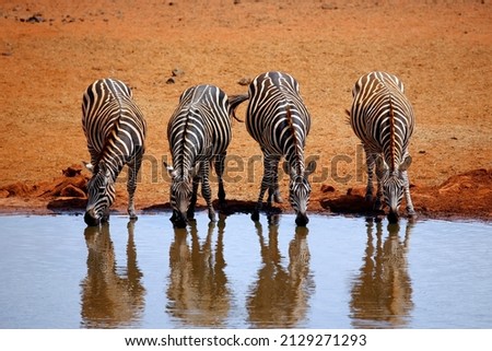 Four Zebras (Equus quagga) Lined up, Drinking at the Waterhole. Ngutumi, Kenya
