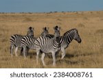 Four zebras in the savannah grassland in the Makgadikgadi Pans National Park in Botswana, Africa