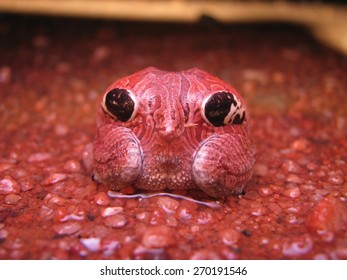 Four-eyes-frog In Deimatic Behaviour 