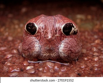 Four-eyes-frog In Deimatic Behaviour 