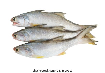 Threadfin Images, Stock Photos & Vectors | Shutterstock