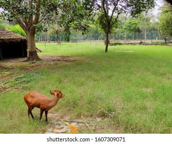 The Four-horned Antelope, Or Chousingha, Is A Small Antelope Found India And Nepal Taking His Meal In A Zoo,a Deer In A Zoo Eating Food,brown Deer