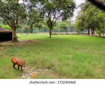 The Four-horned Antelope, Or Chousingha, Is A Small Antelope Found India And Nepal Taking His Meal In A Zoo,a Deer In A Zoo Eating Food,brown Deer