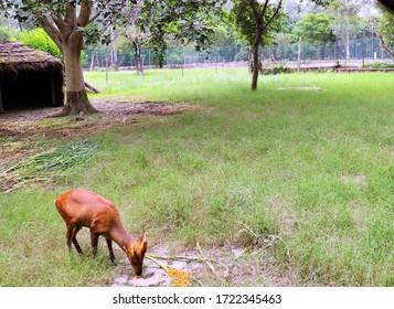 The Four-horned Antelope, Or Chousingha, Is A Small Antelope Found India And Nepal Taking His Meal In A Zoo,a Deer In A Zoo Eating Food,brown Deer