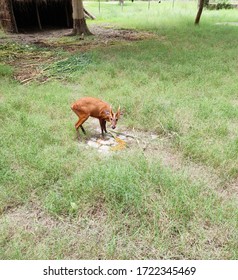 The Four-horned Antelope, Or Chousingha, Is A Small Antelope Found India And Nepal Taking His Meal In A Zoo,a Deer In A Zoo Eating Food,brown Deer