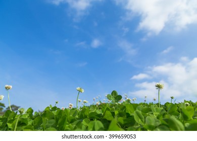 Fourleaf Clover Blue Stock Photo 399659053 | Shutterstock