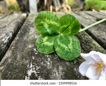 Four-leaf clover and blurred cherry blossom on old wood bench - Shutterstock ID 1359998516