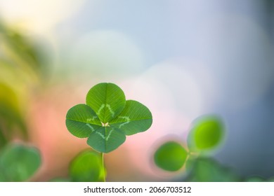 Four-leaf clover found in the park - Shutterstock ID 2066703512