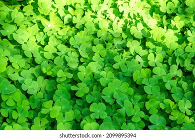 Four-leaf clover, leaf of good luck. Natural green leaves background, fresh wallpaper concept background for text. - Shutterstock ID 2099895394
