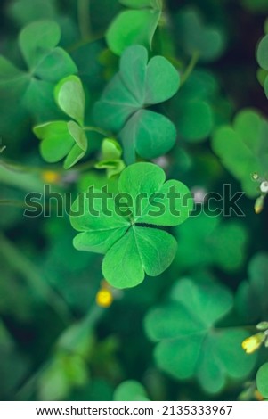 four-leaf clover leaf's with depthfield 