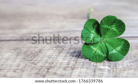 four-leaf clover on gray background, authentic green shamrock with four leaves on old grey wood