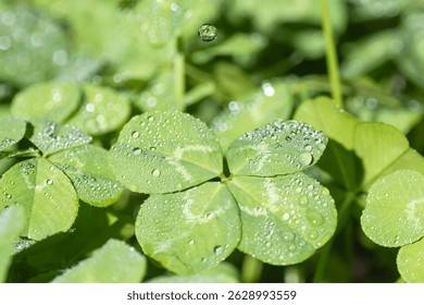 A four-leaf clover with raindrops falling