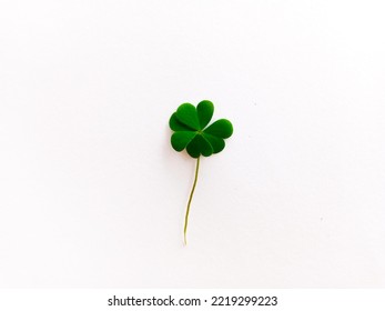 Four-leaf Clover Is A Rare Variation Of The Common Three-leaf Clover. According To Traditional Belief, Such Clover Brings Good Fortune, Although It Is Not Known When Or How This Belief Arose.