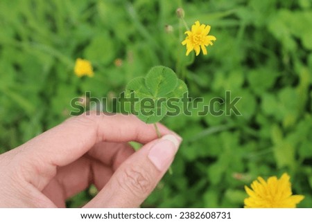 Four-leaf cloves green luckily in your hands