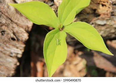 Four-leaf Plant And Grasshopper Larva