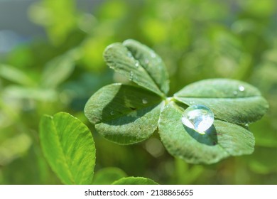 Four-leaf white clover with a shining ball of water on it - Powered by Shutterstock