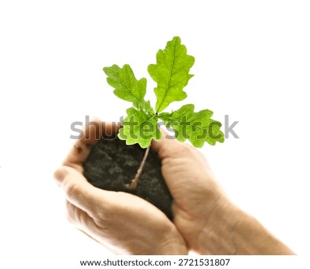 Four-leafed oak leaf grows in black soil