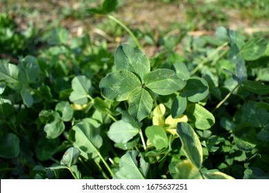 A four-leafs clover in the summer. Good luck for everybody!