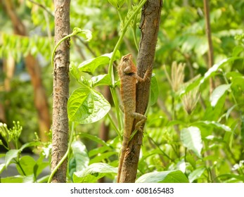 Fourlegged Animals Called Chameleon Stock Photo 608165483 | Shutterstock