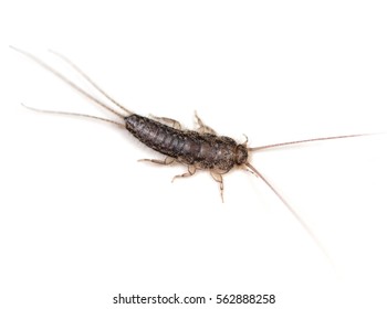 Four-lined Silverfish (Ctenolepisma lineata) on a white background