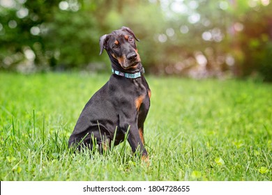 four-month old Doberman puppy sitting on a grass