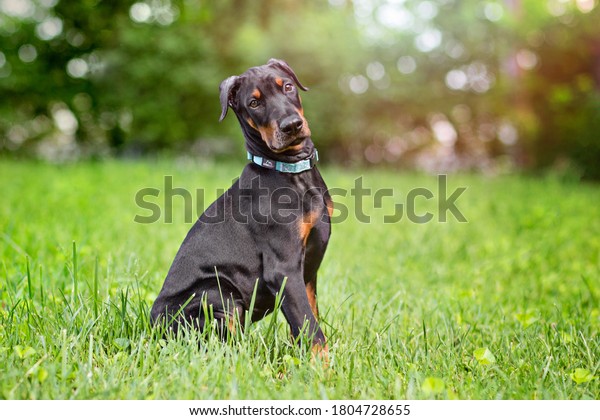 four-month old\
Doberman puppy sitting on a\
grass
