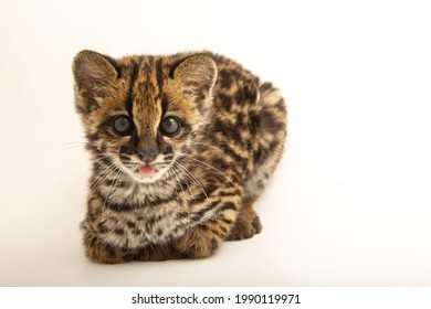 A Four-month Old Oncilla (Leopardus