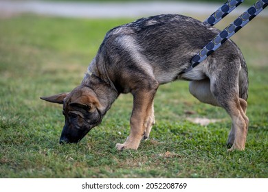 are german shepherds used for tracking