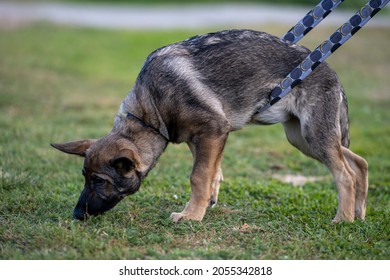 are german shepherds used for tracking