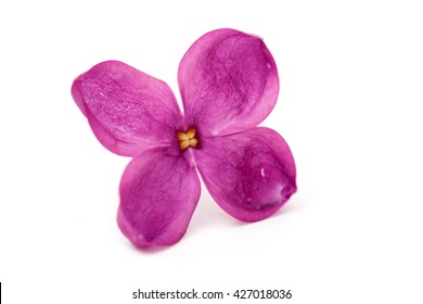 A Four-petal Flower Lilac