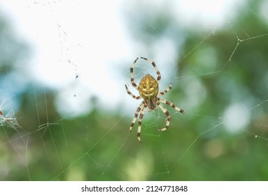 Four-spot orb-weaver yellow spider on web in summer garden. Araneus quadratus arachnid on spiderweb by green tree blurry background