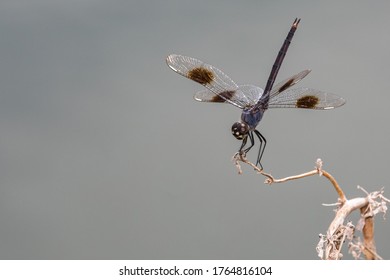 Four-spotted Pennant, Brachymesia Gravida, Perched