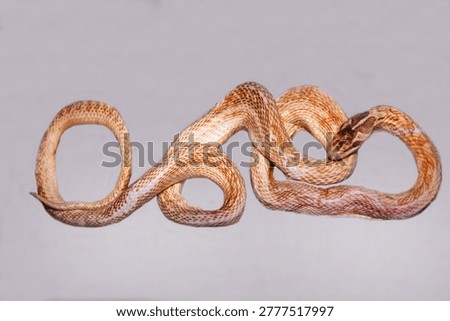 Four-stripe runner with a beautiful pattern on the body on a light background.  Marine animals, reptiles, ecology.