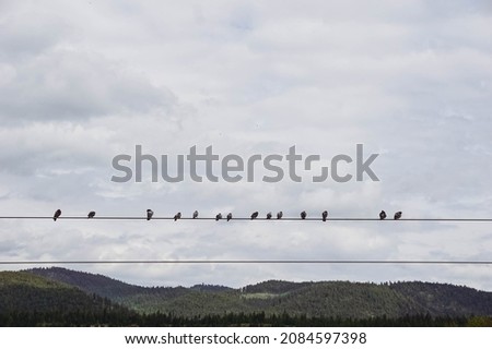 fourteen pigeon birds sitting on a powerline looking at the mountains 