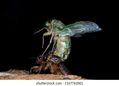 150 Cicada killer Images, Stock Photos & Vectors | Shutterstock