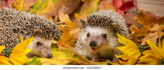 Four-toed Hedgehog (African Pygmy Hedgehog) - Atelerix Albiventris Funny Autumnal Picture