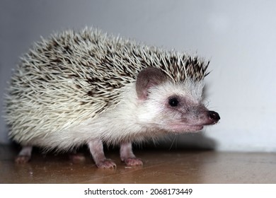 Four-toed Hedgehog (Atelerix Albiventris) Portrait