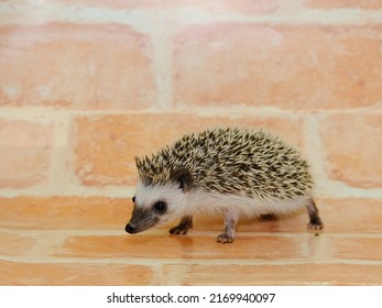 Four-toed Hedgehog  (Scientific Name: Atelerix Albiventris)