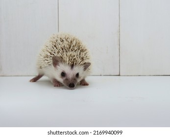 Four-toed Hedgehog  (Scientific Name: Atelerix Albiventris)