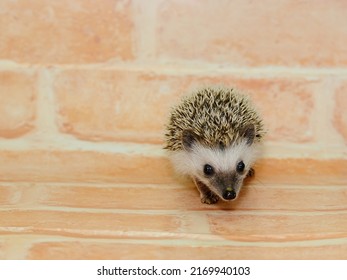 Four-toed Hedgehog  (Scientific Name: Atelerix Albiventris)