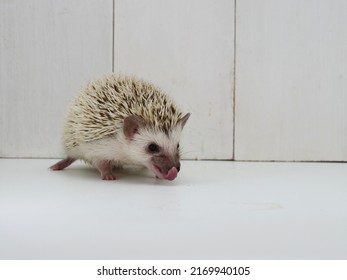 Four-toed Hedgehog  (Scientific Name: Atelerix Albiventris)