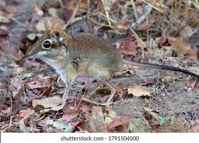 The Four-toed Sengi, or Elephant-shrew as they used to be called, is extremely active patrolling it's territory along well trod paths, ever in search of invertebrates for it's high demand in calories