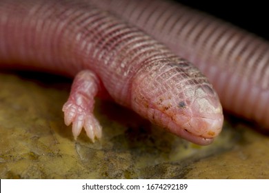 Four-toed Worm Lizard (Bipes canaliculatis) - Shutterstock ID 1674292189